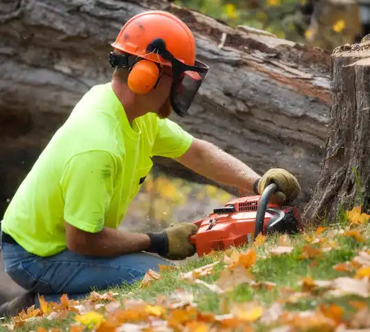 tree services South Hooksett